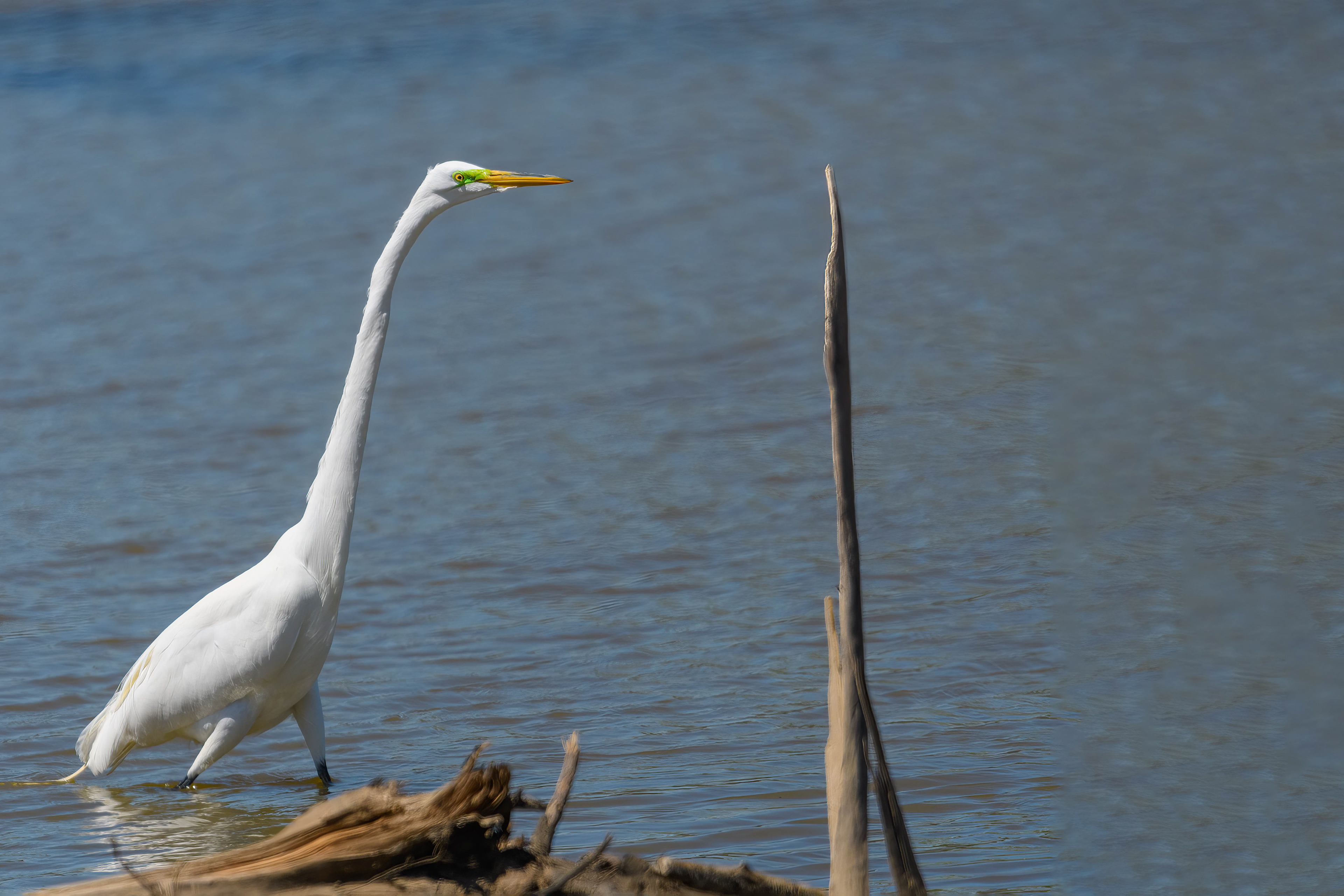 Great Egret