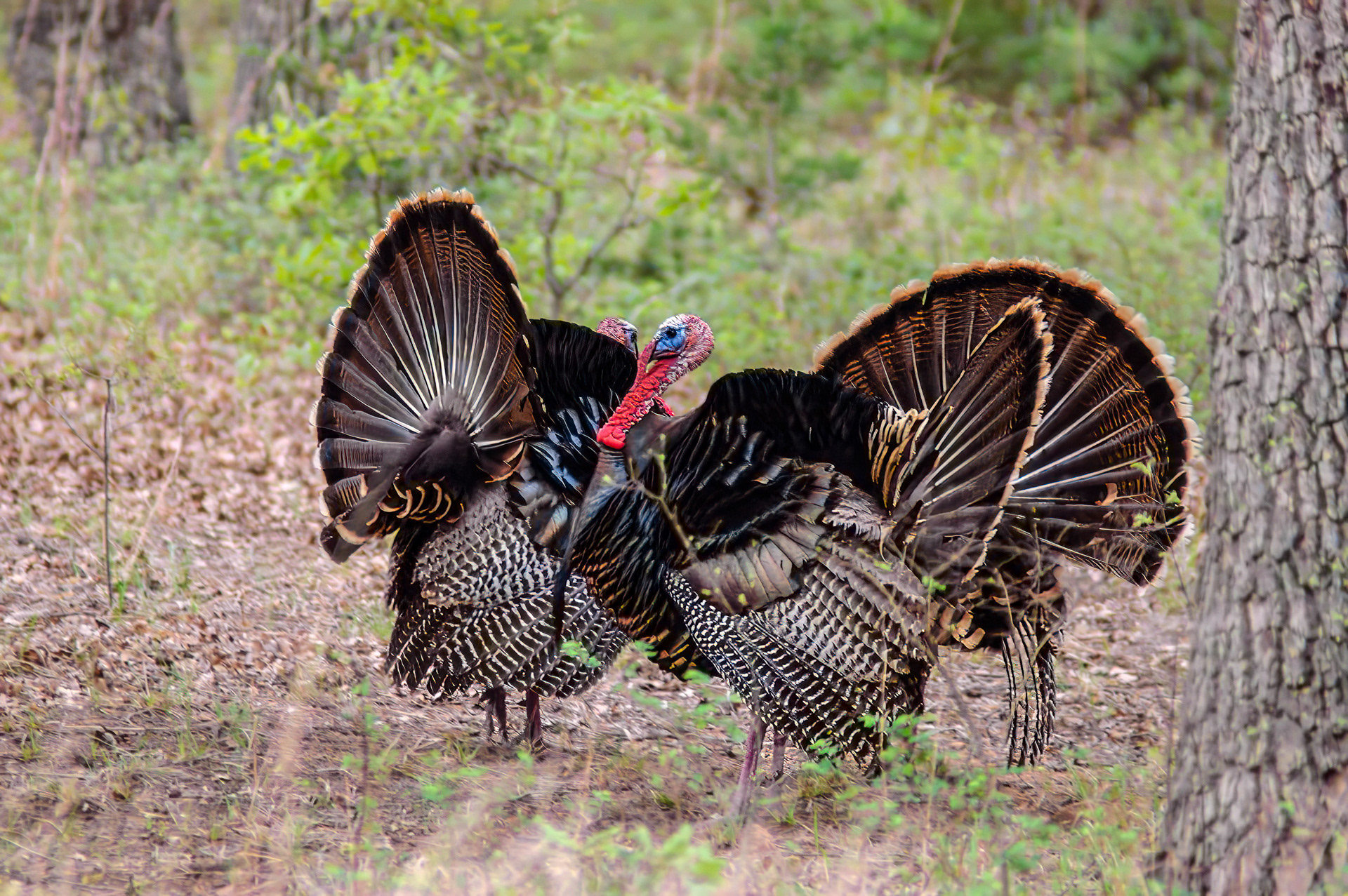 Wild Turkey