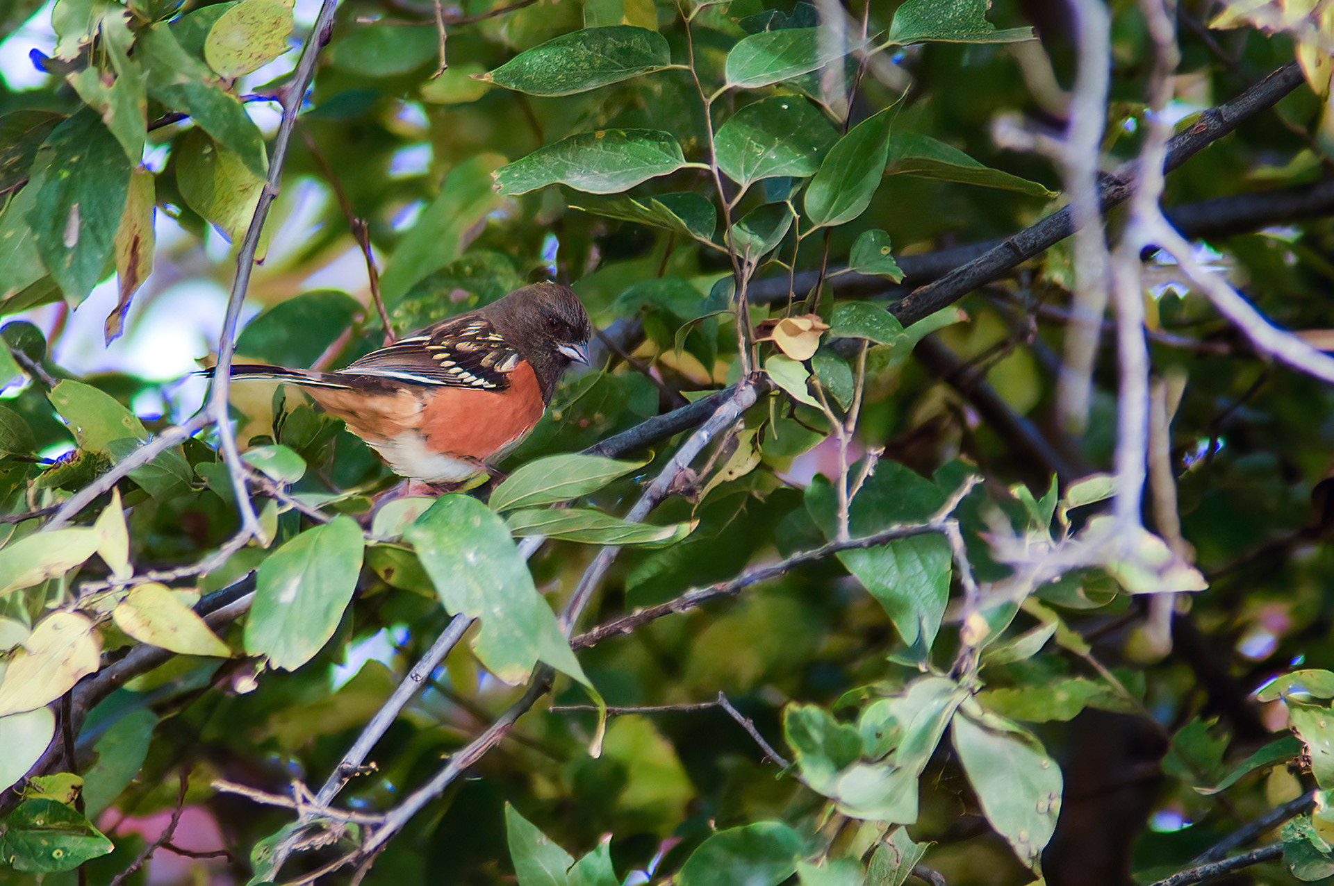 Spotted Towhee (Pipilo maculatus)