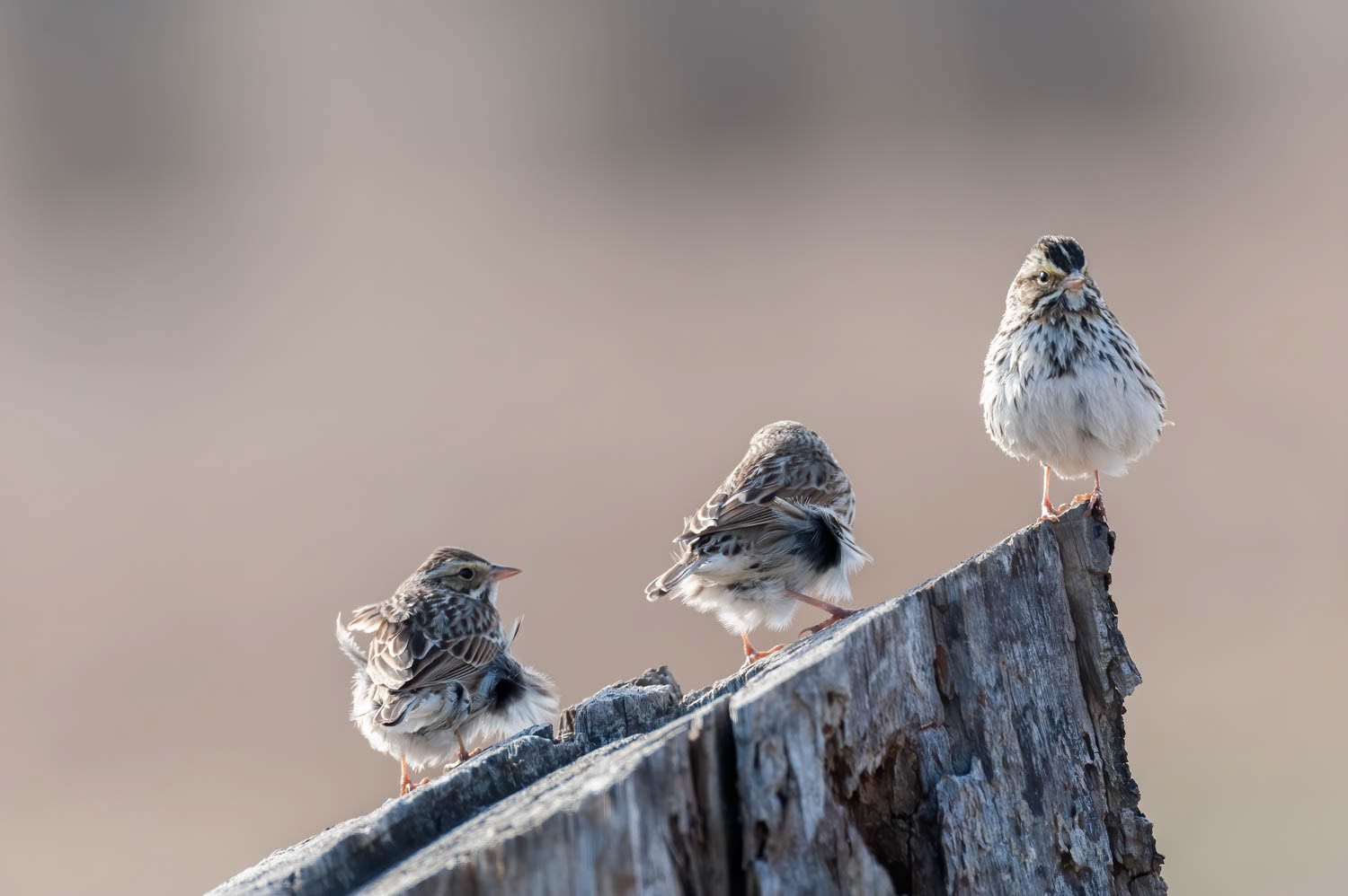 Savannah Sparrow