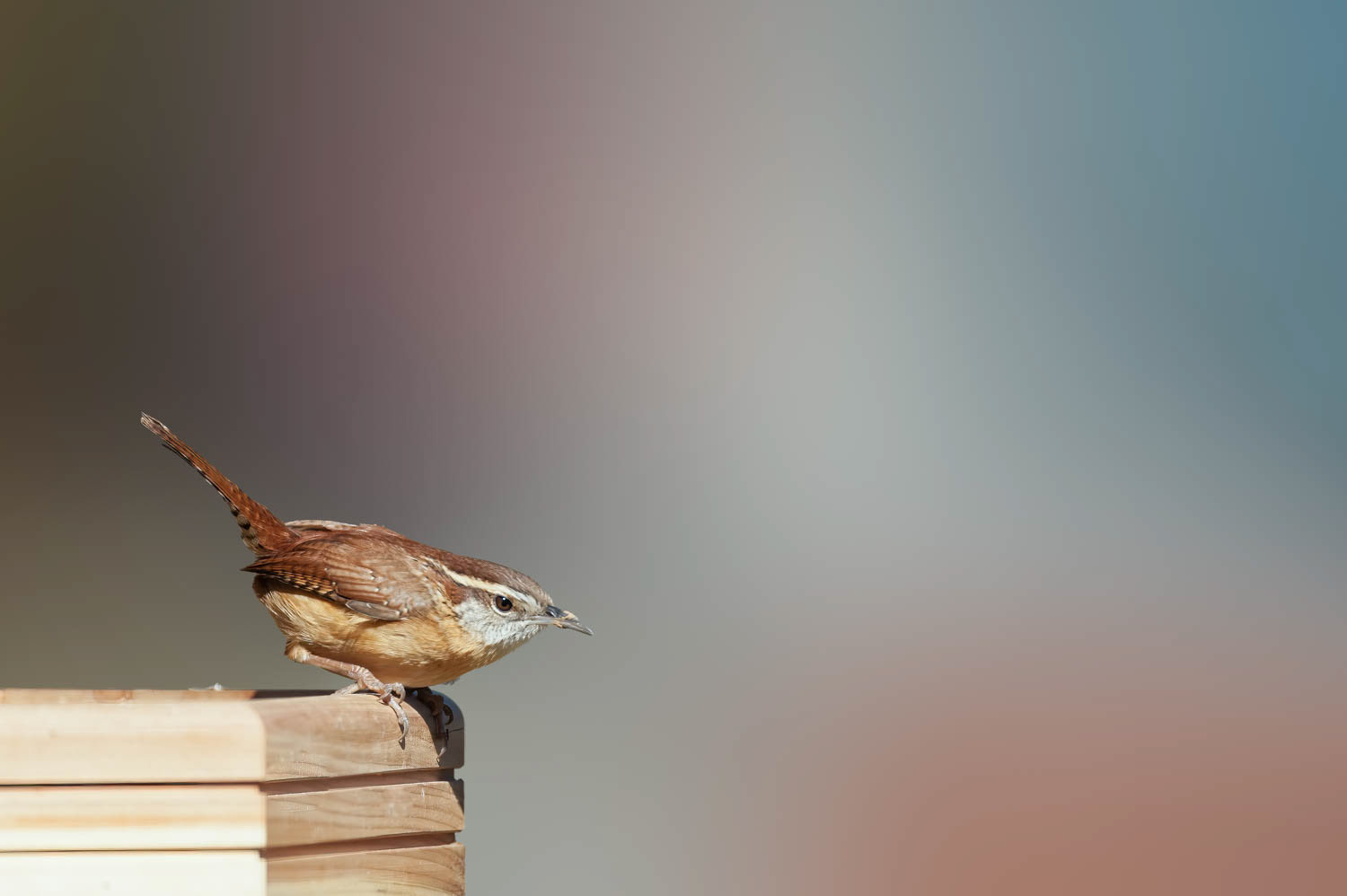 Carolina Wren