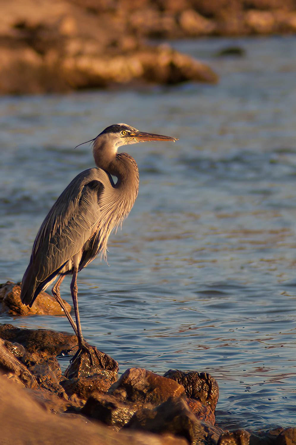 Great Blue Heron
