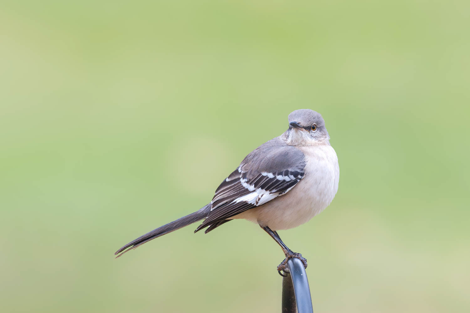 Northern Mockingbird