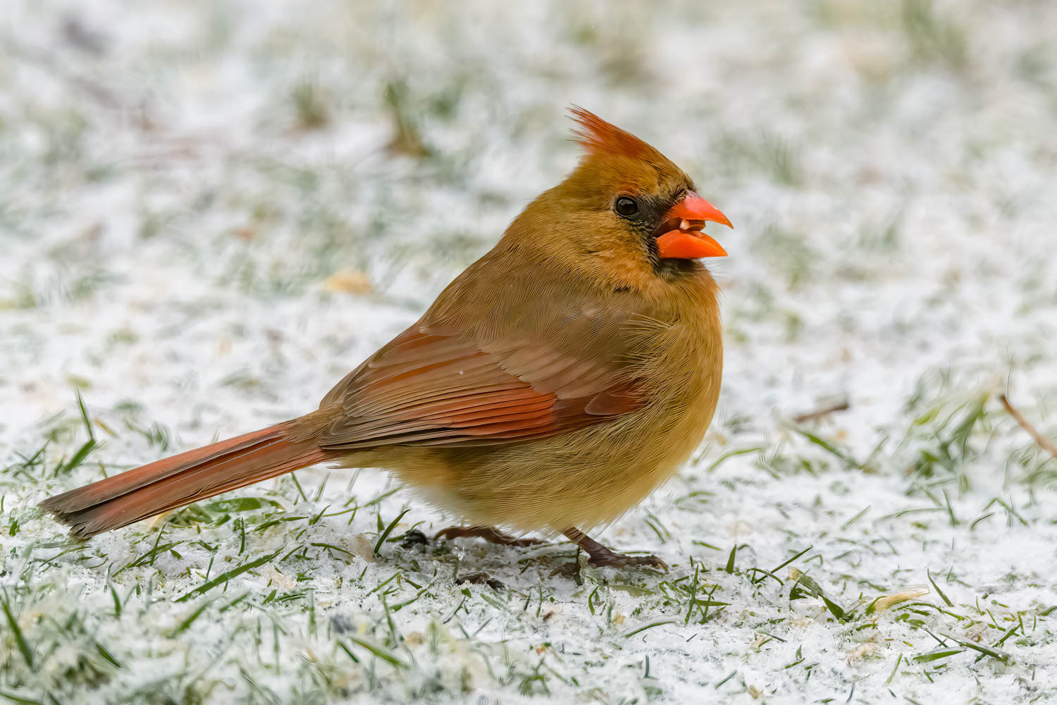 Northern Cardinal-Female
