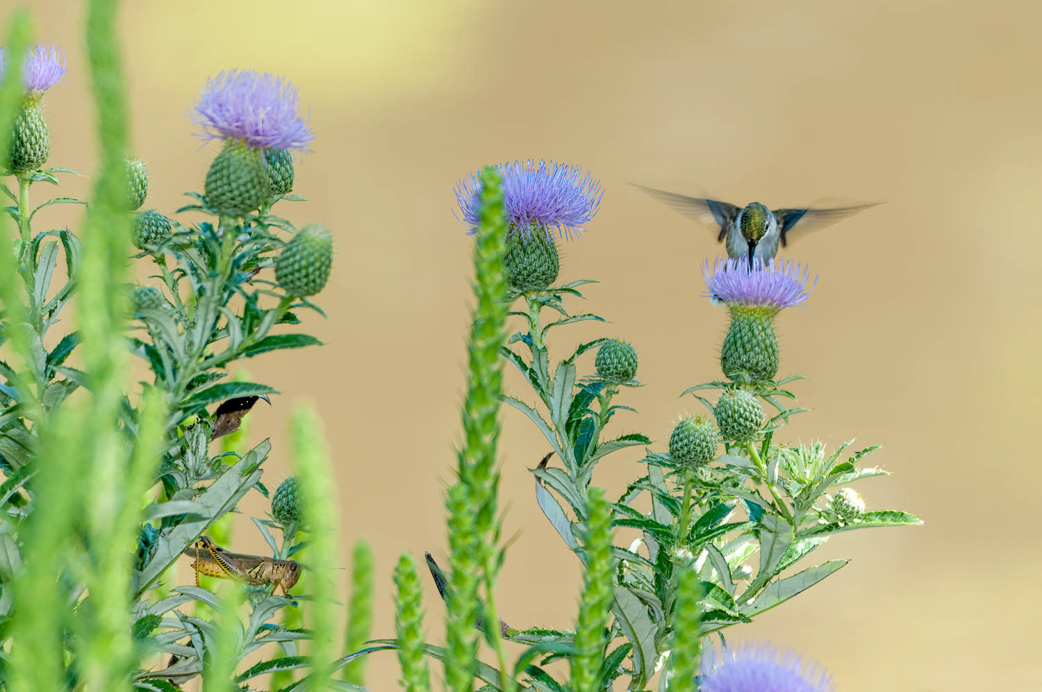 Ruby-throated Humming Bird 