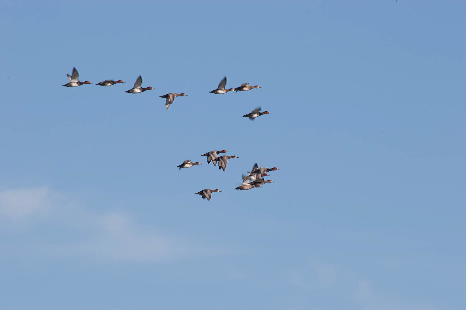 Canvasbacks