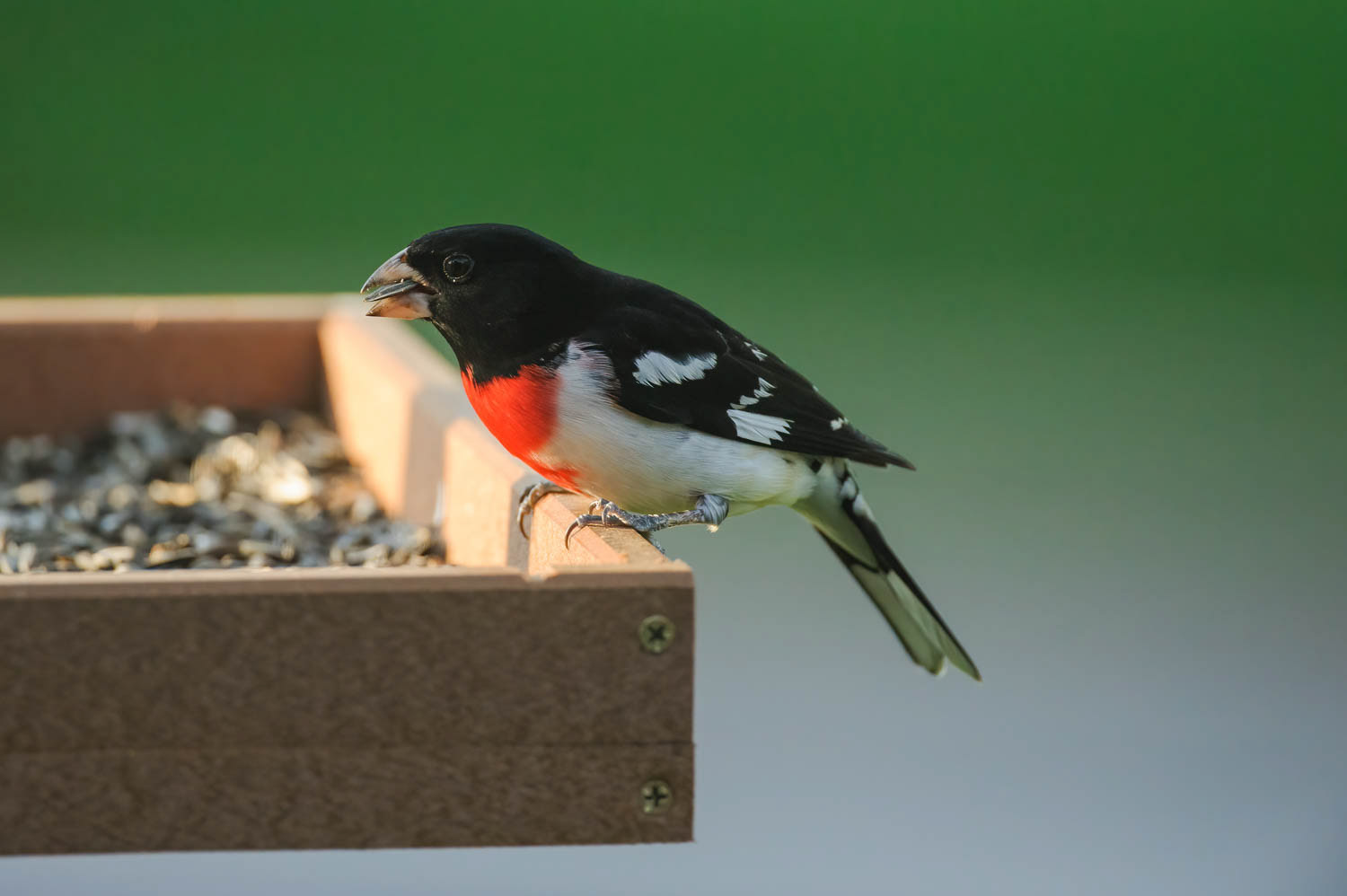 Rose-breasted Grosbeak-Male