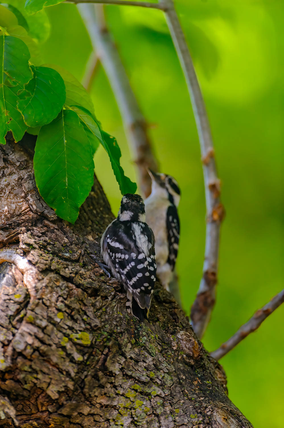Downy Woodpeclers - Juvenile