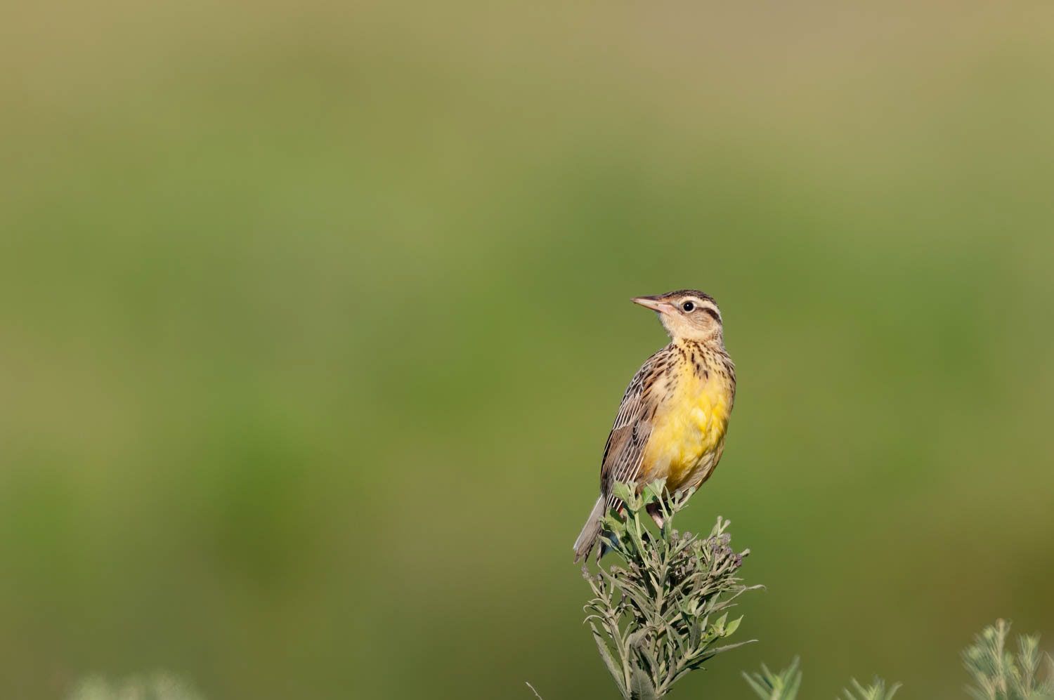 Eastern Meadowlark