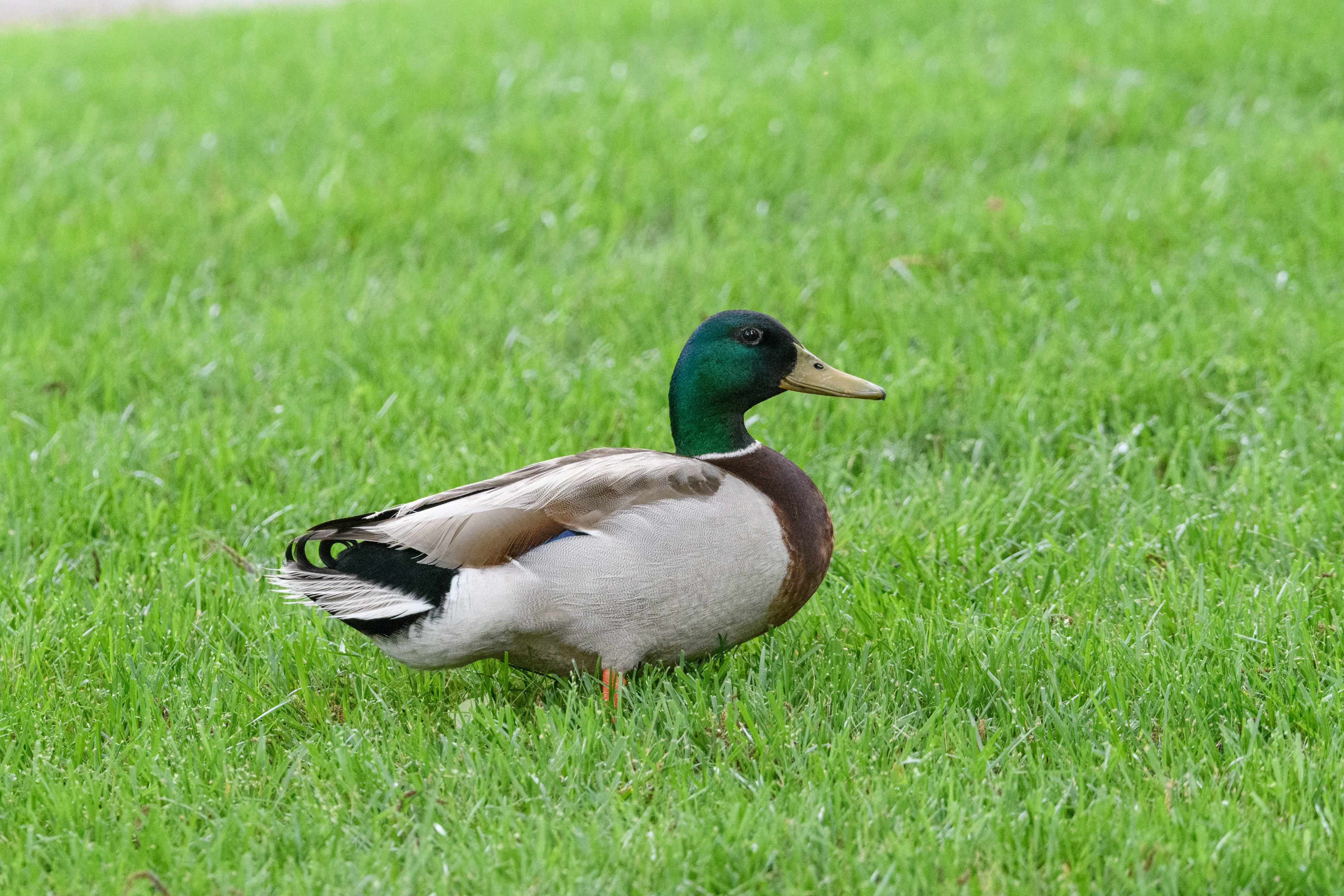 Mallard Drake