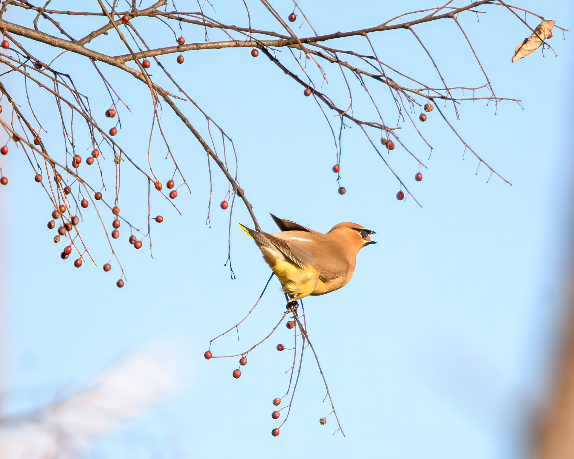 cedar waxwing (Bombycilla cedrorum)
