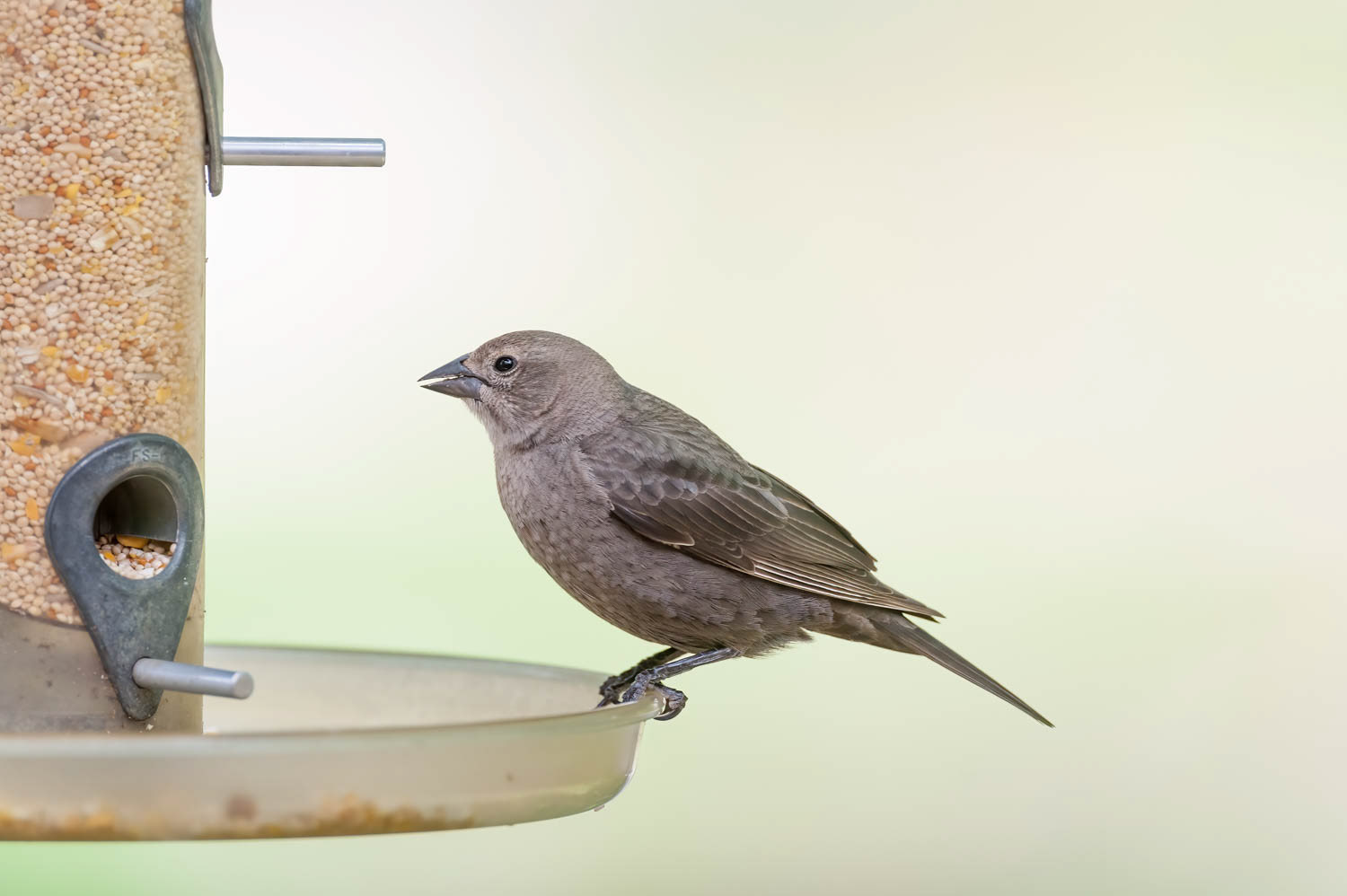 Brown-headed Cowbird-Female