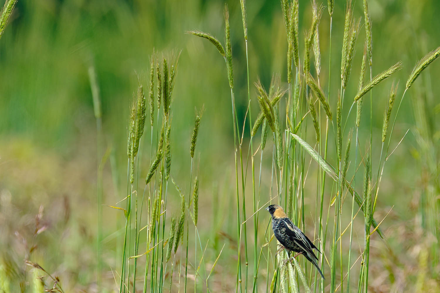 Bobolink