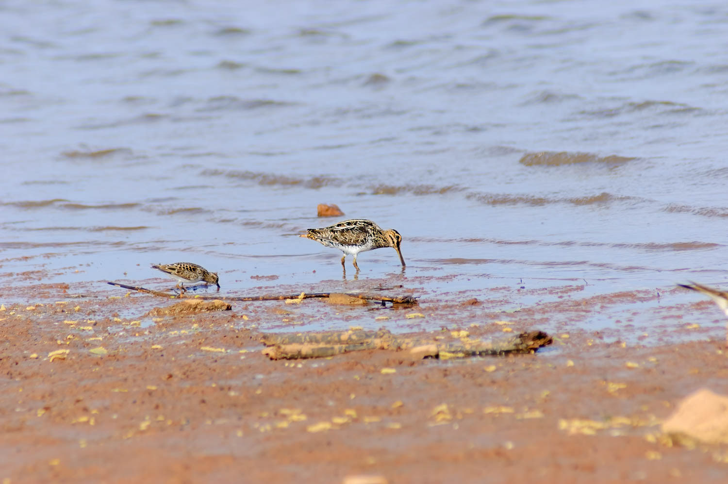 Common Snipe (Wilson's)