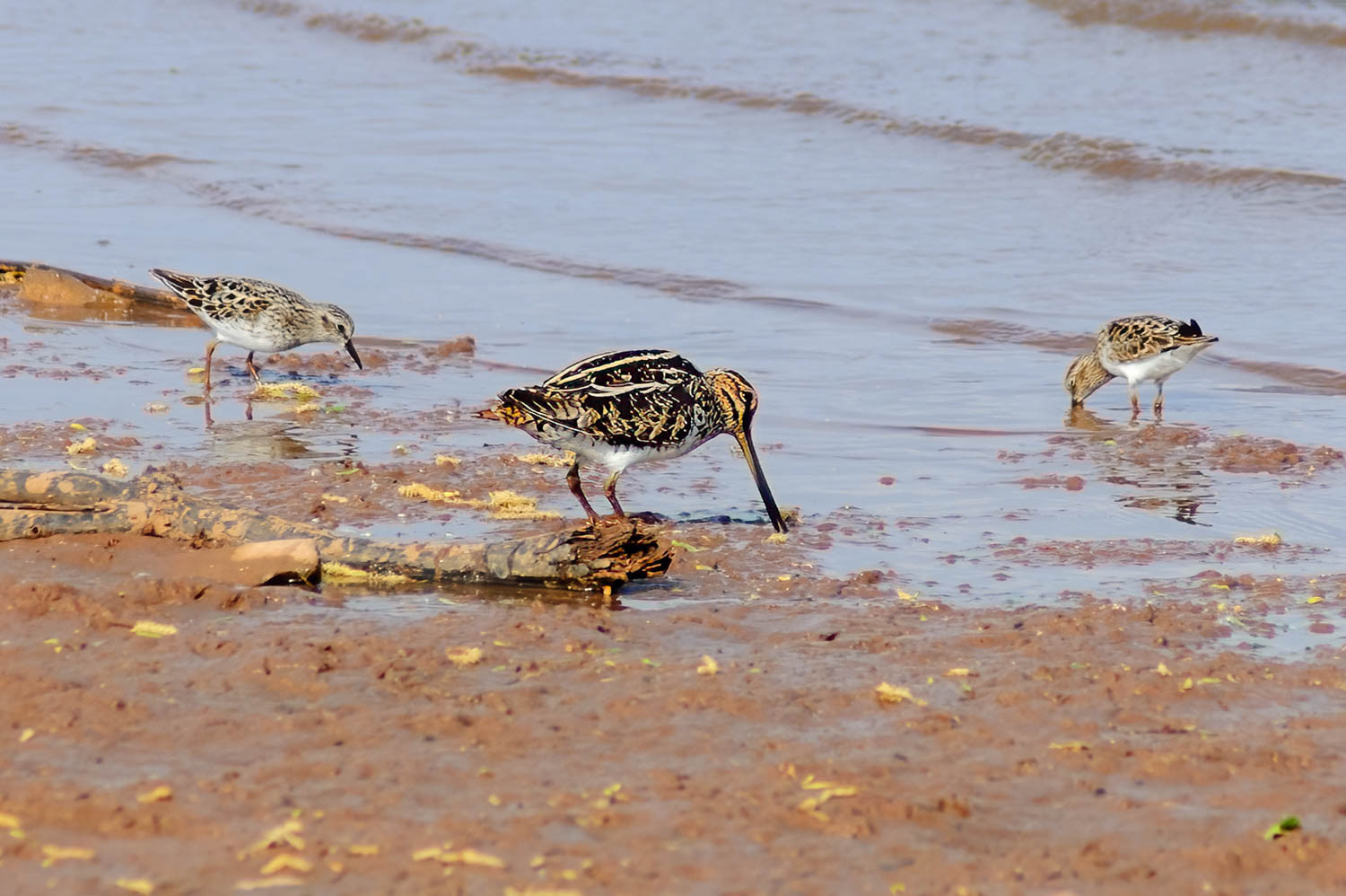 Common Snipe (Wilson's)