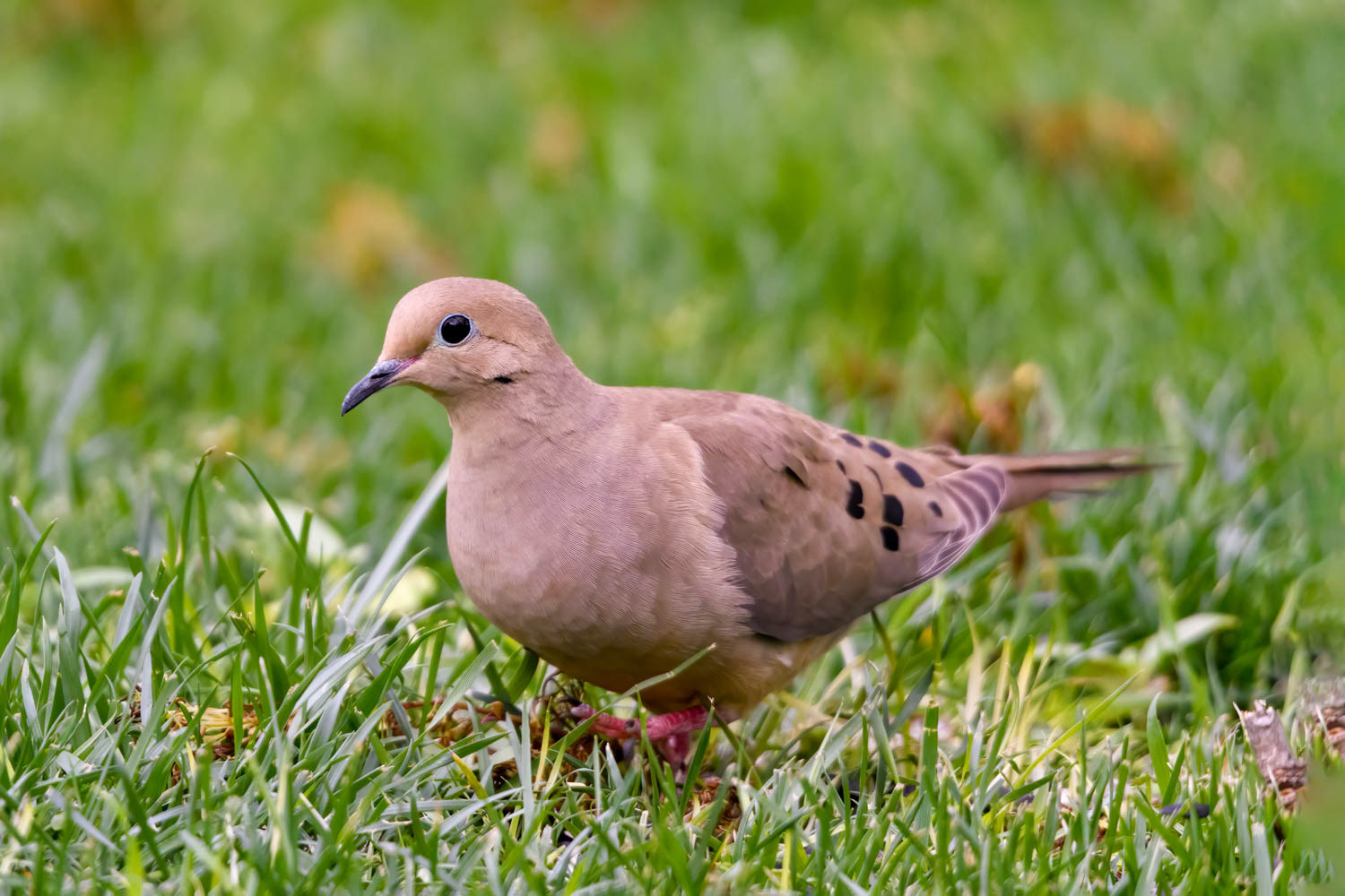Mourning Dove