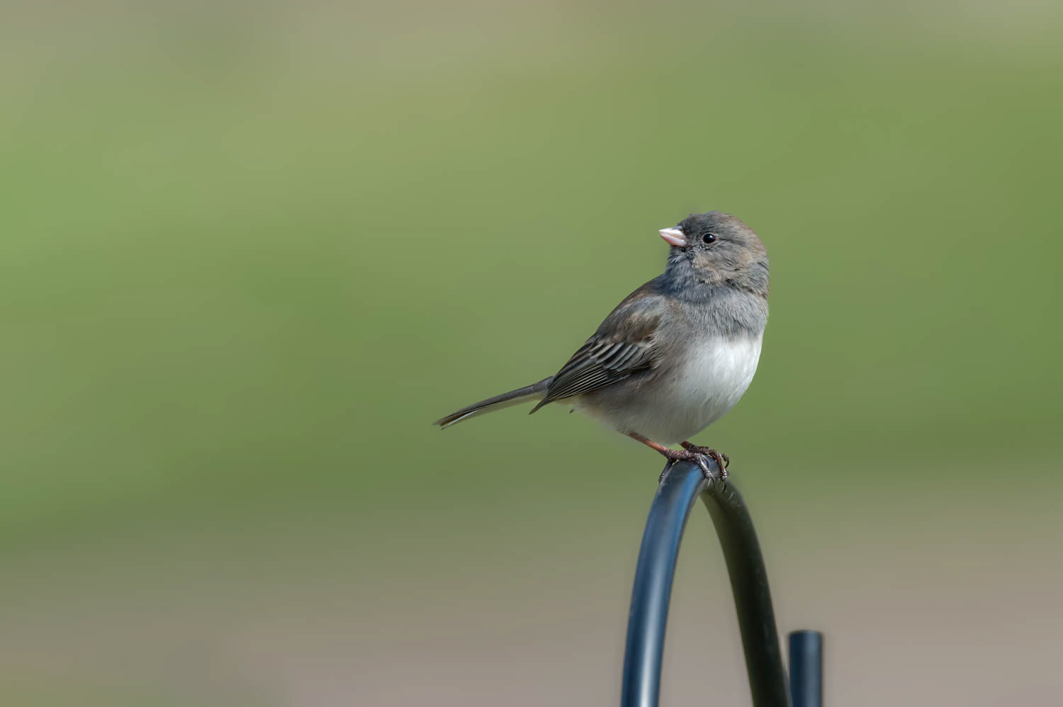 Oregon Junco