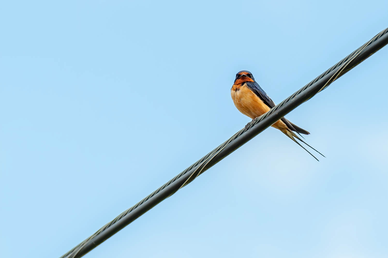 Barn Swallows