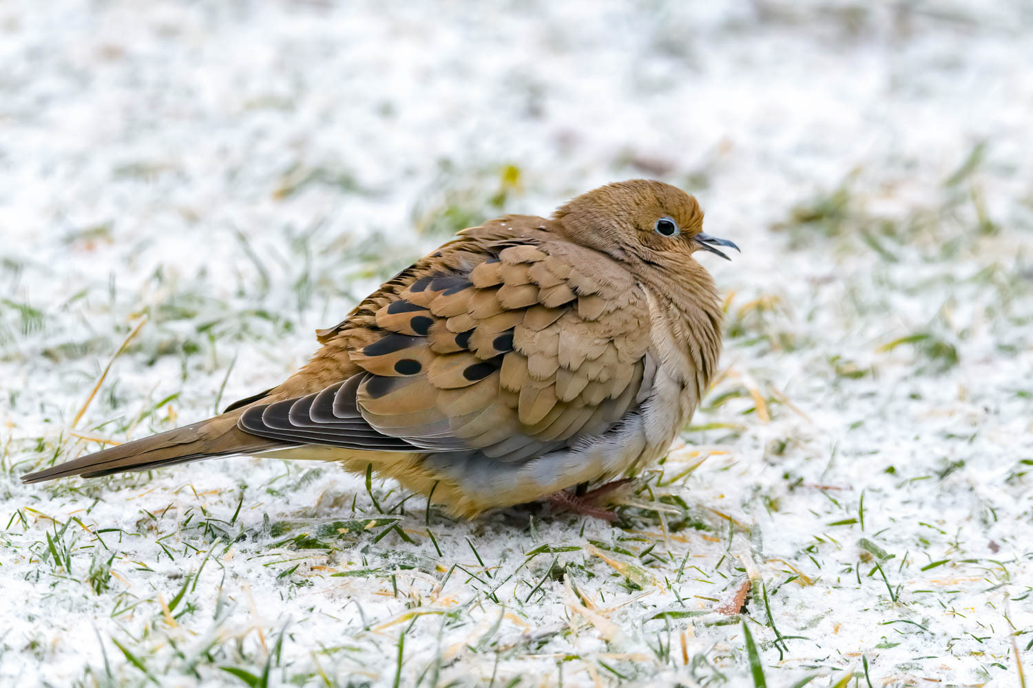 Mourning Doves