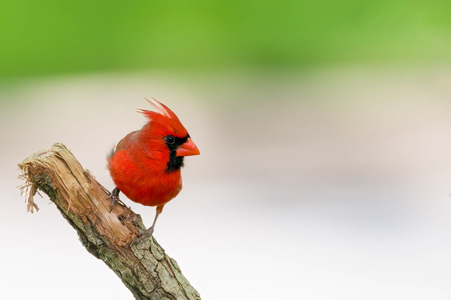 Northern Cardinal - Male