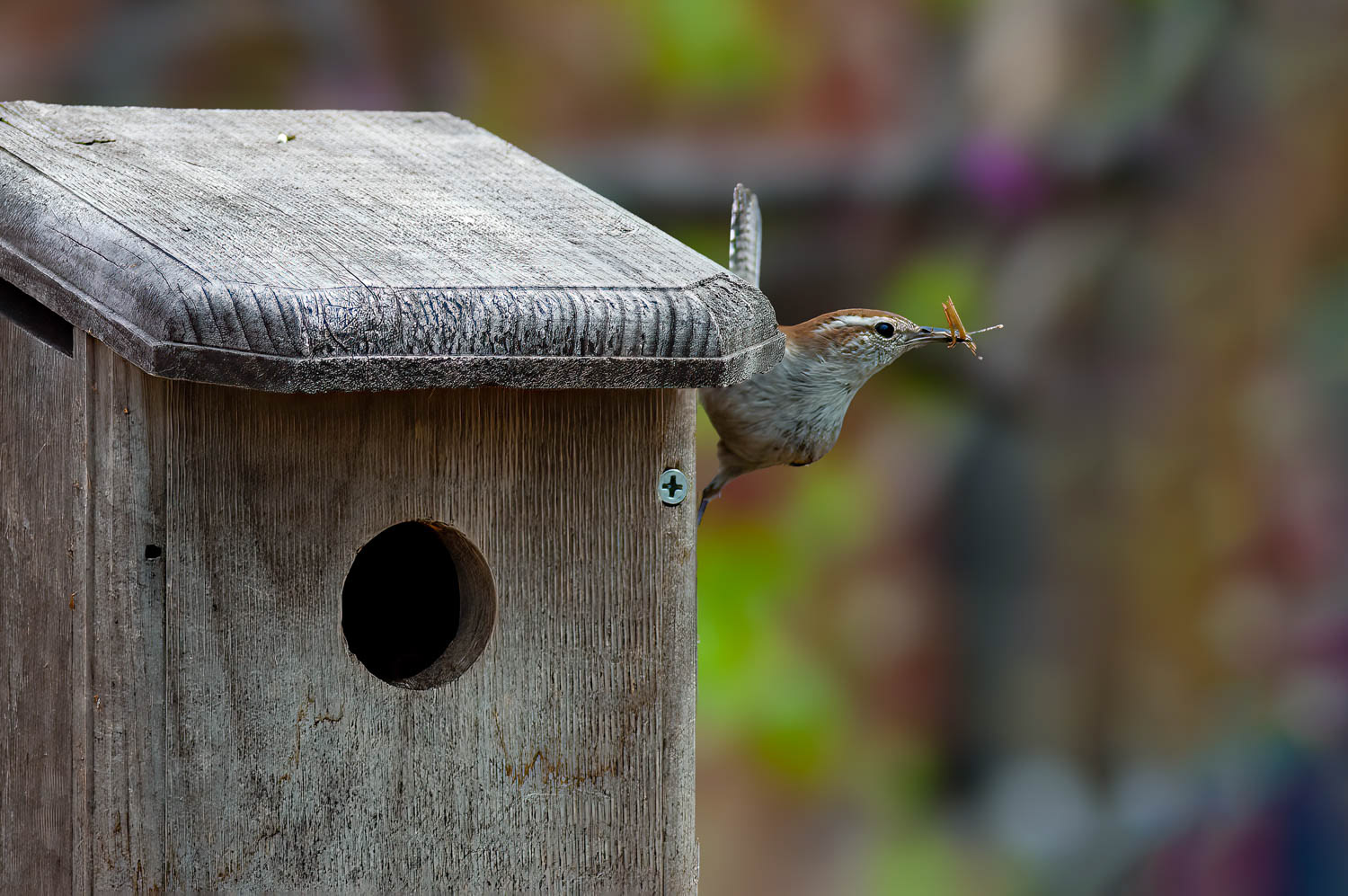 Bewick's Wren