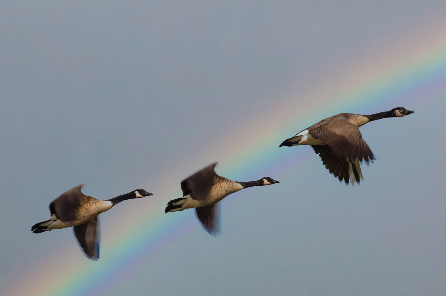 Canada Geese