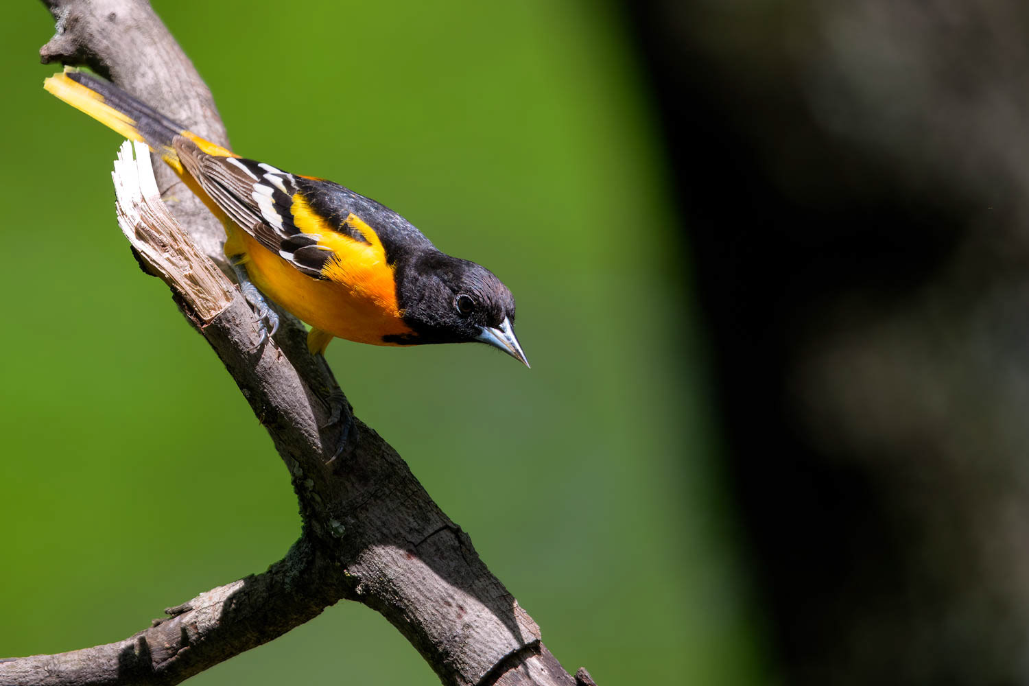 Baltimore Oriole