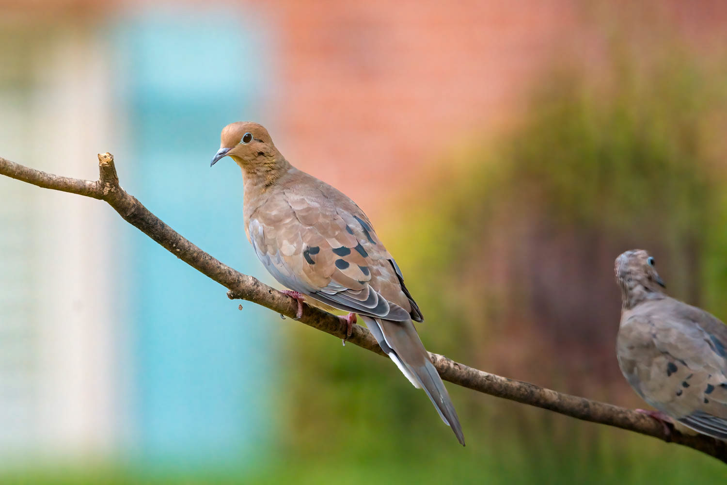 Mourning Doves