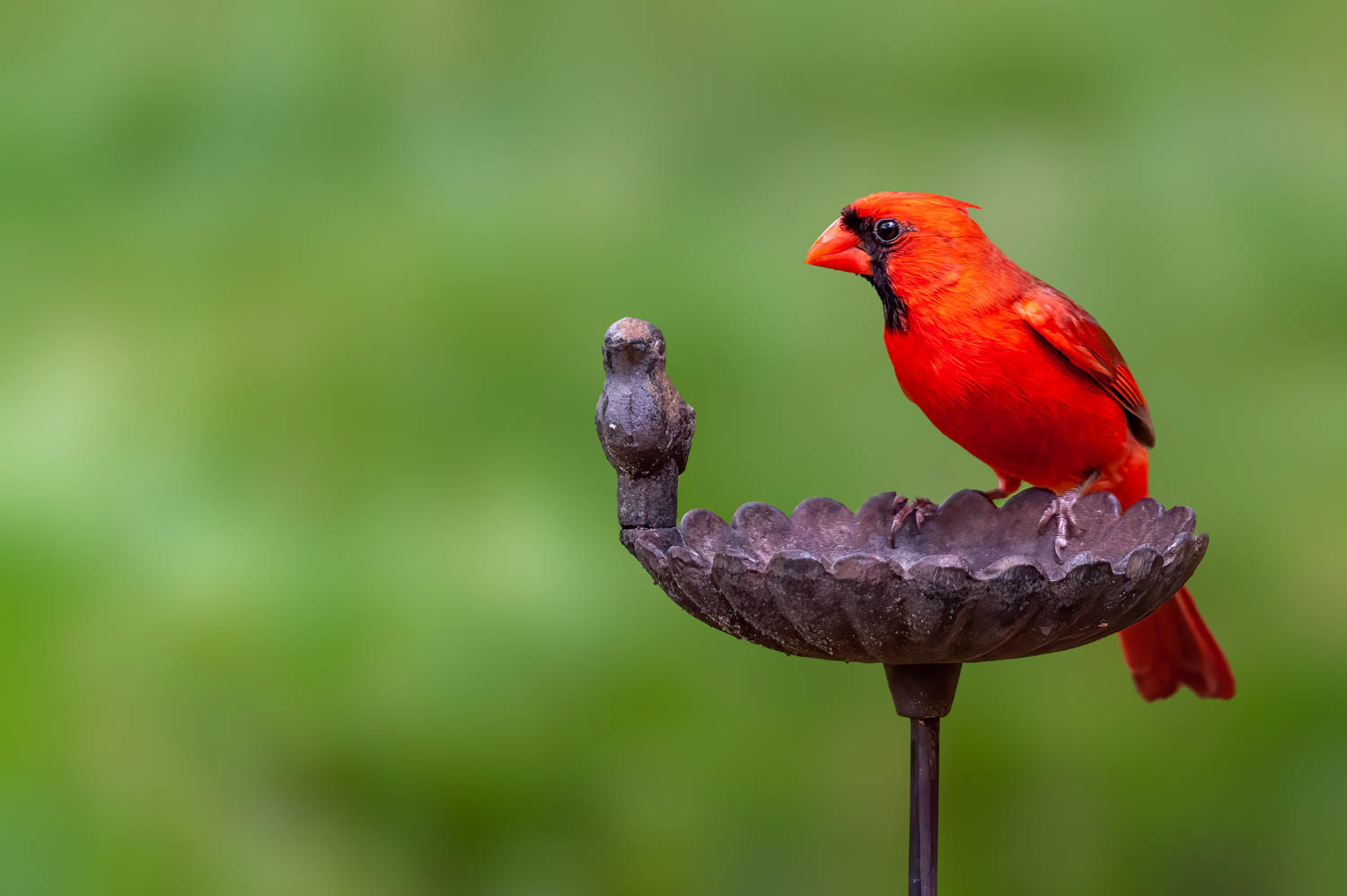 Northern Cardinal-Male