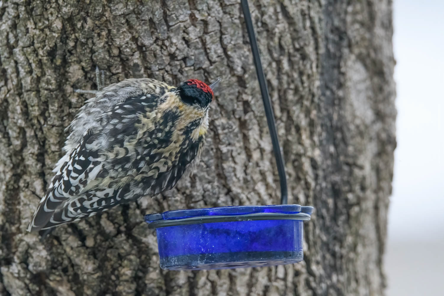 Yellow-bellied Sapsucker