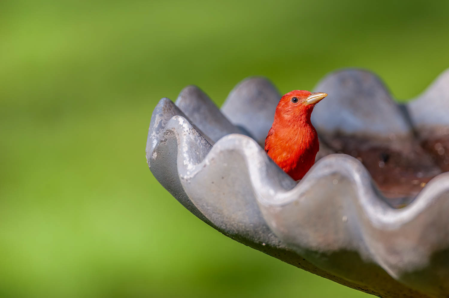 Summer Tanager-Male
