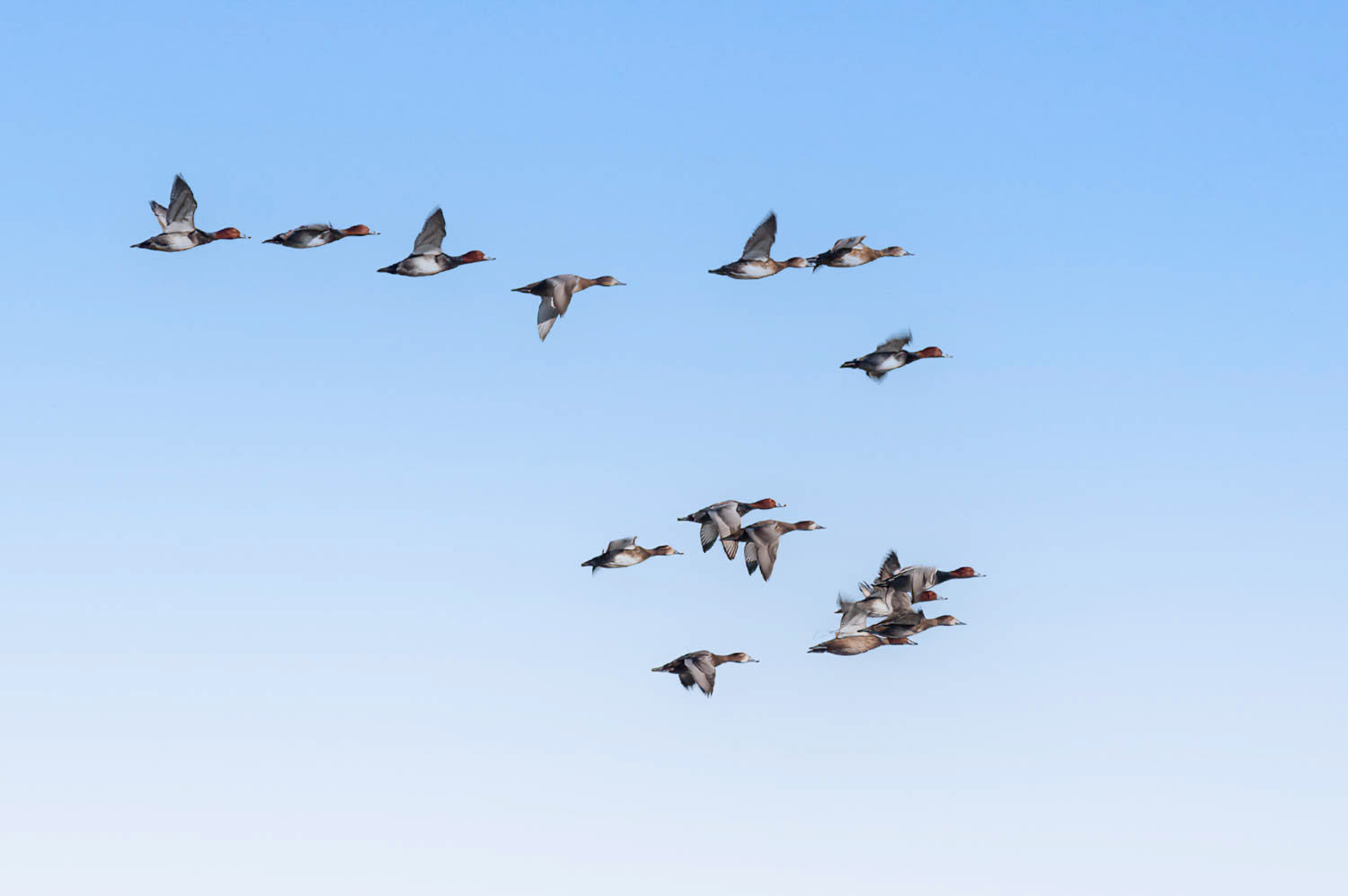 Canvasbacks
