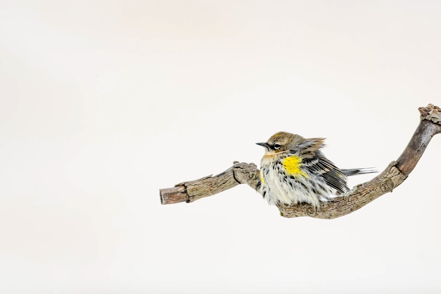 Yellow-rumped Warbler