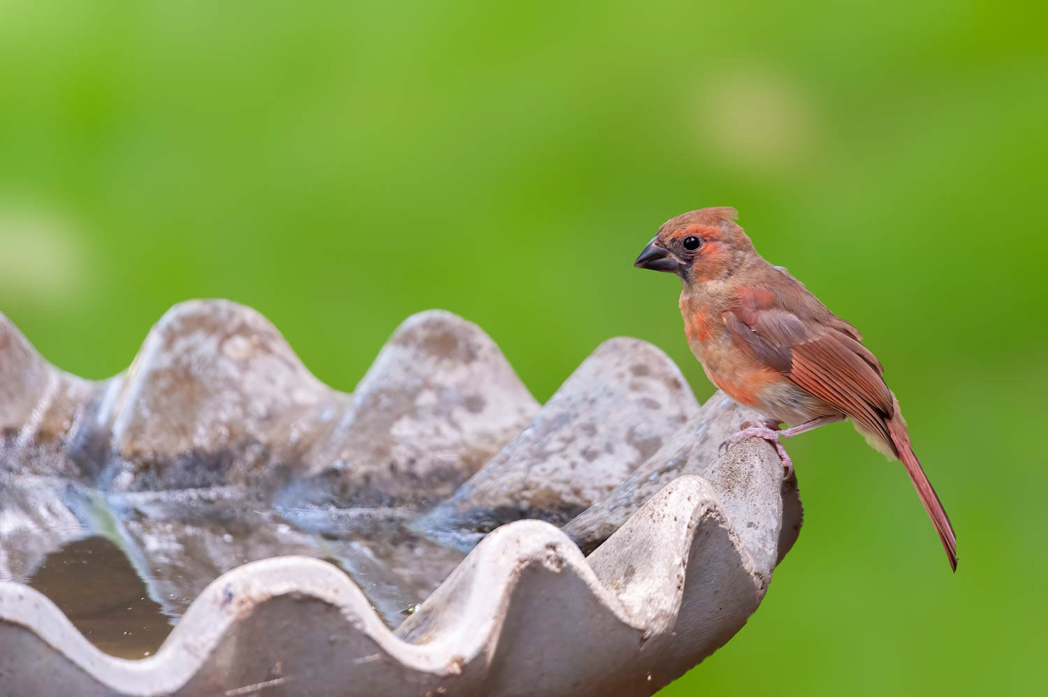 Northern Cardinal-Male Juvenile