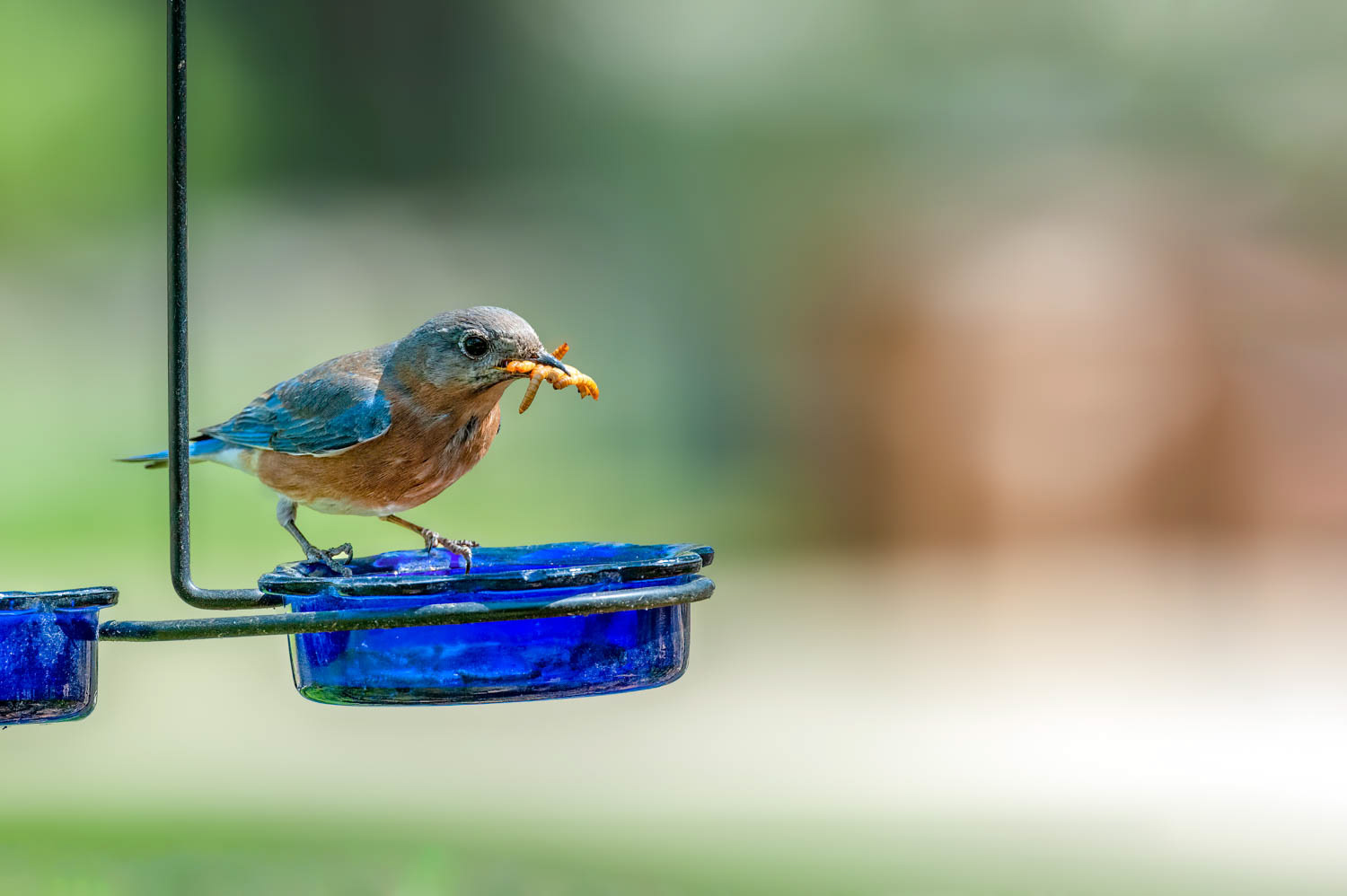 Eastern Bluebird-Female