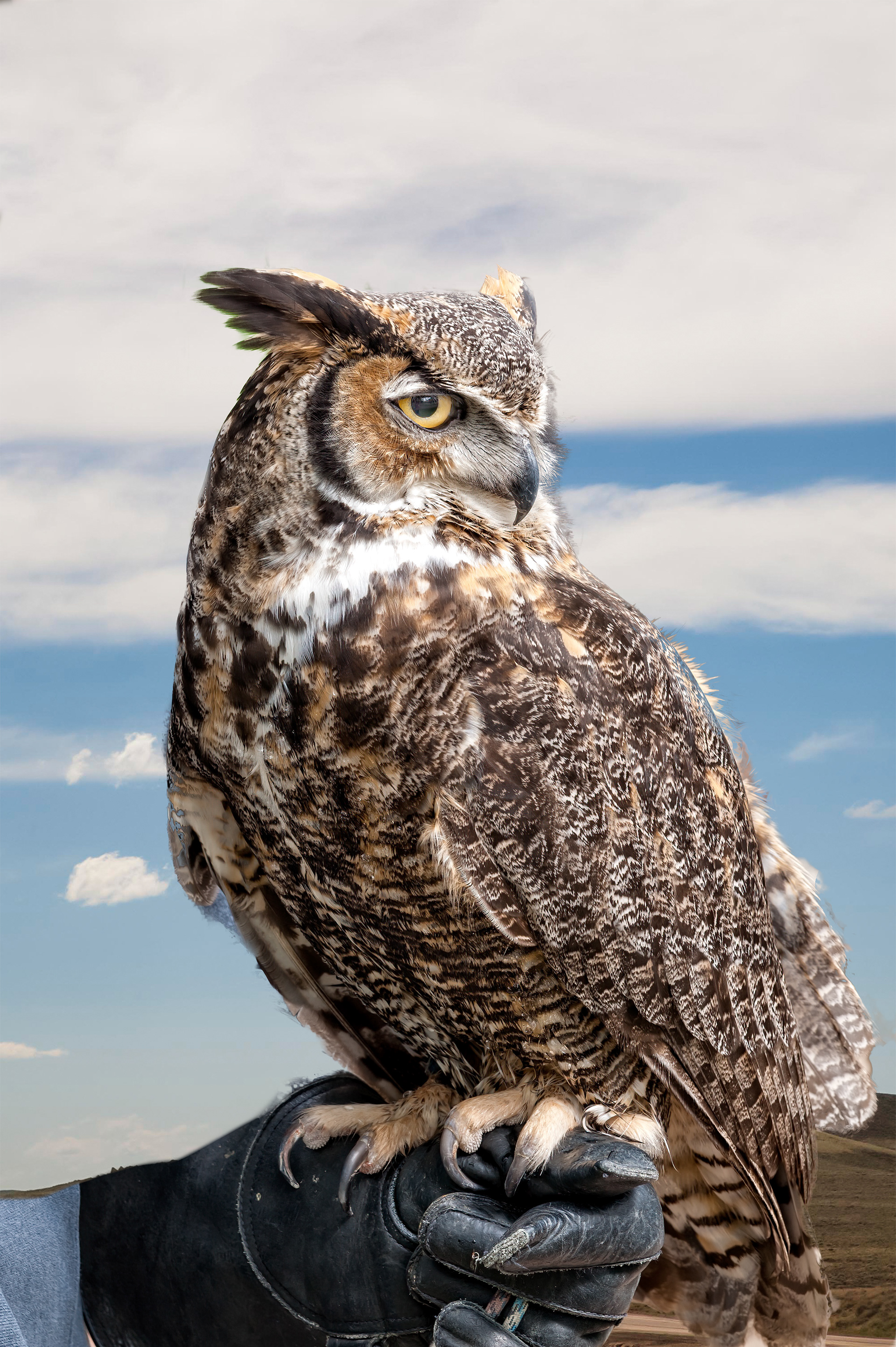 Great Horned Owl (Bubo virginianus)