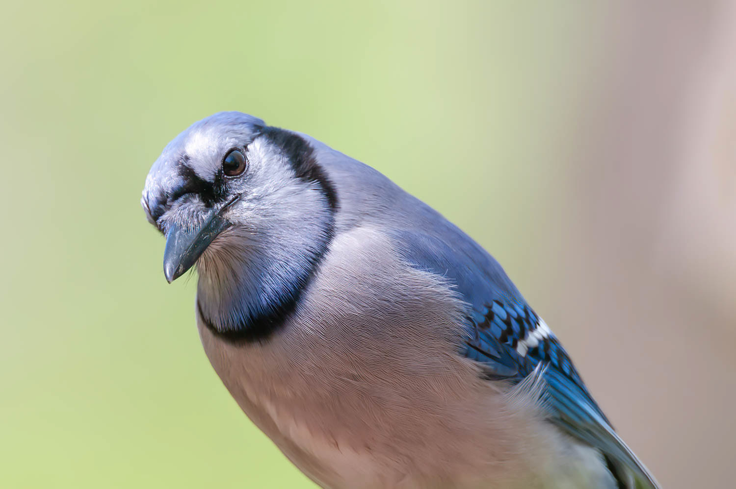 Bluejay