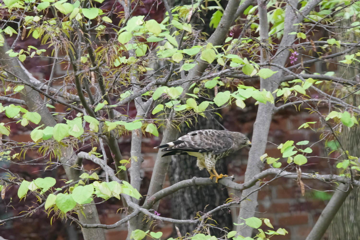 Broad-winged Hawk