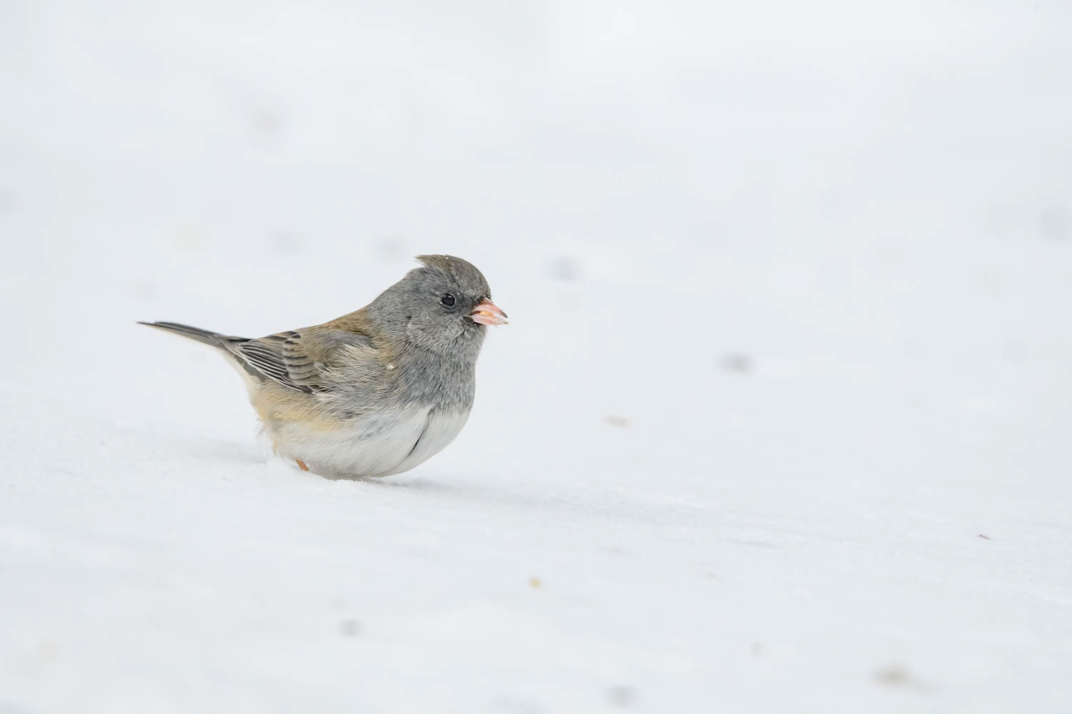 Oregon Junco