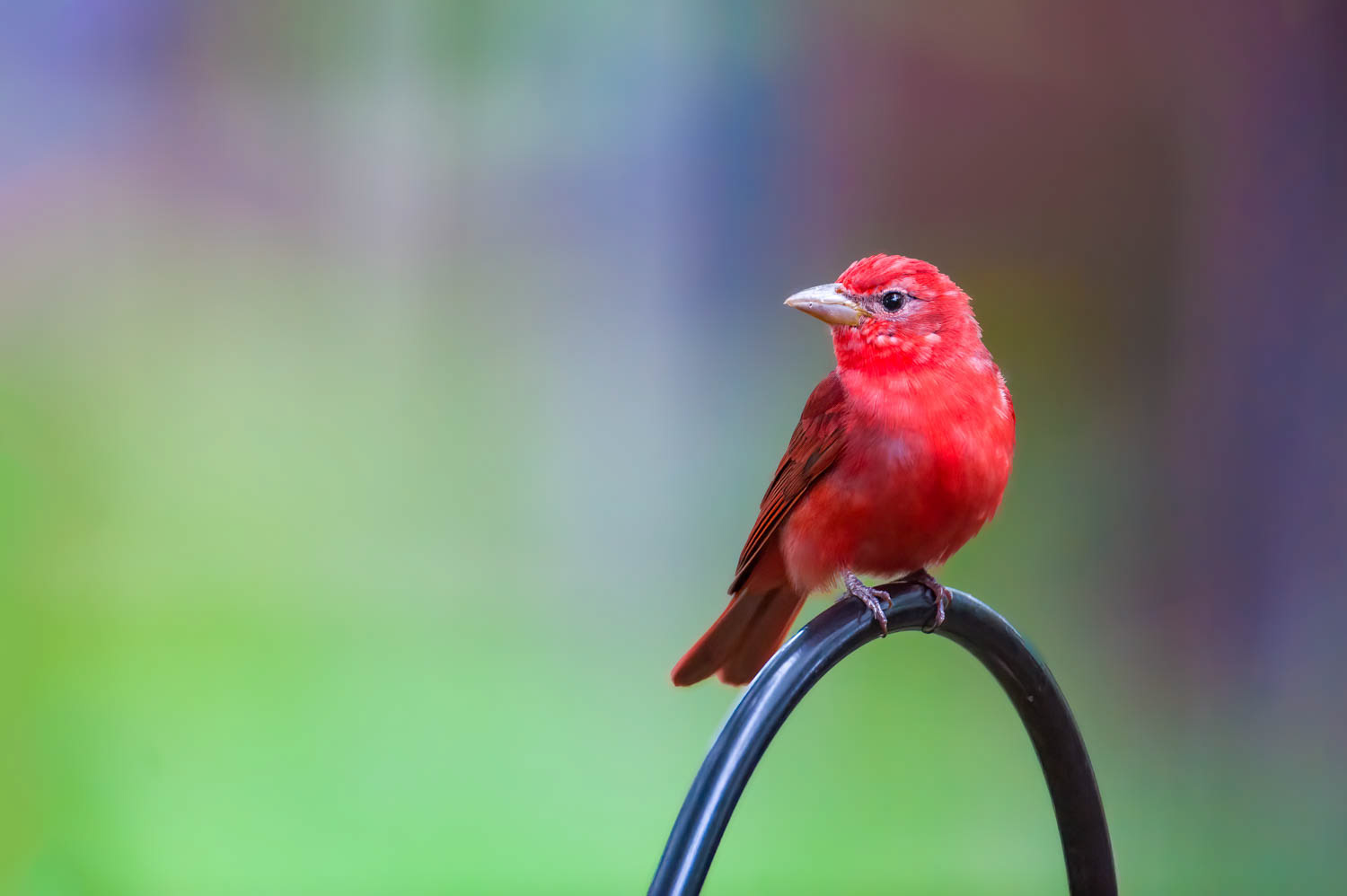 Summer Tanager-Male