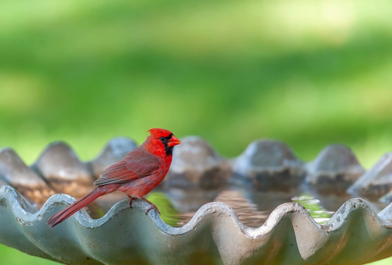 Northern Cardinal - Male