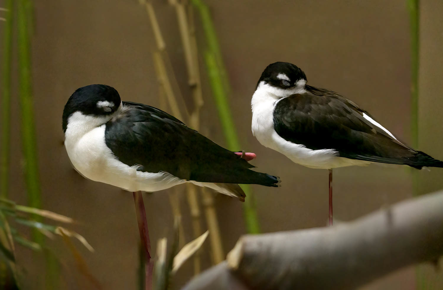 Black-necked Stil