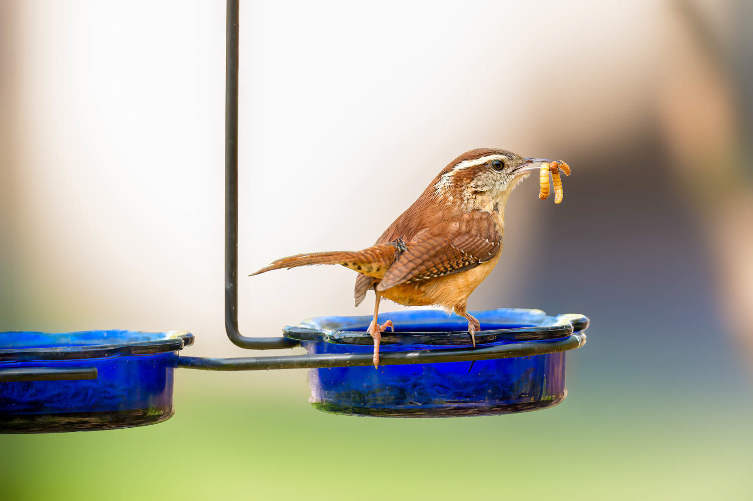 Carolina Wren