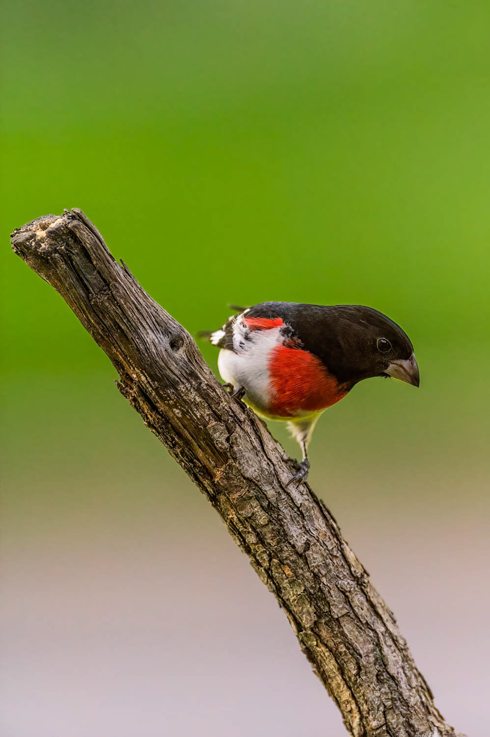 Rose-breasted Grosbeak-Male
