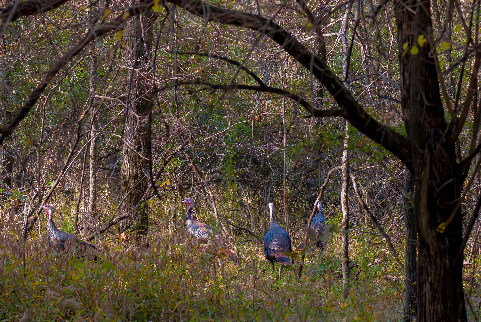 Wild Turkey