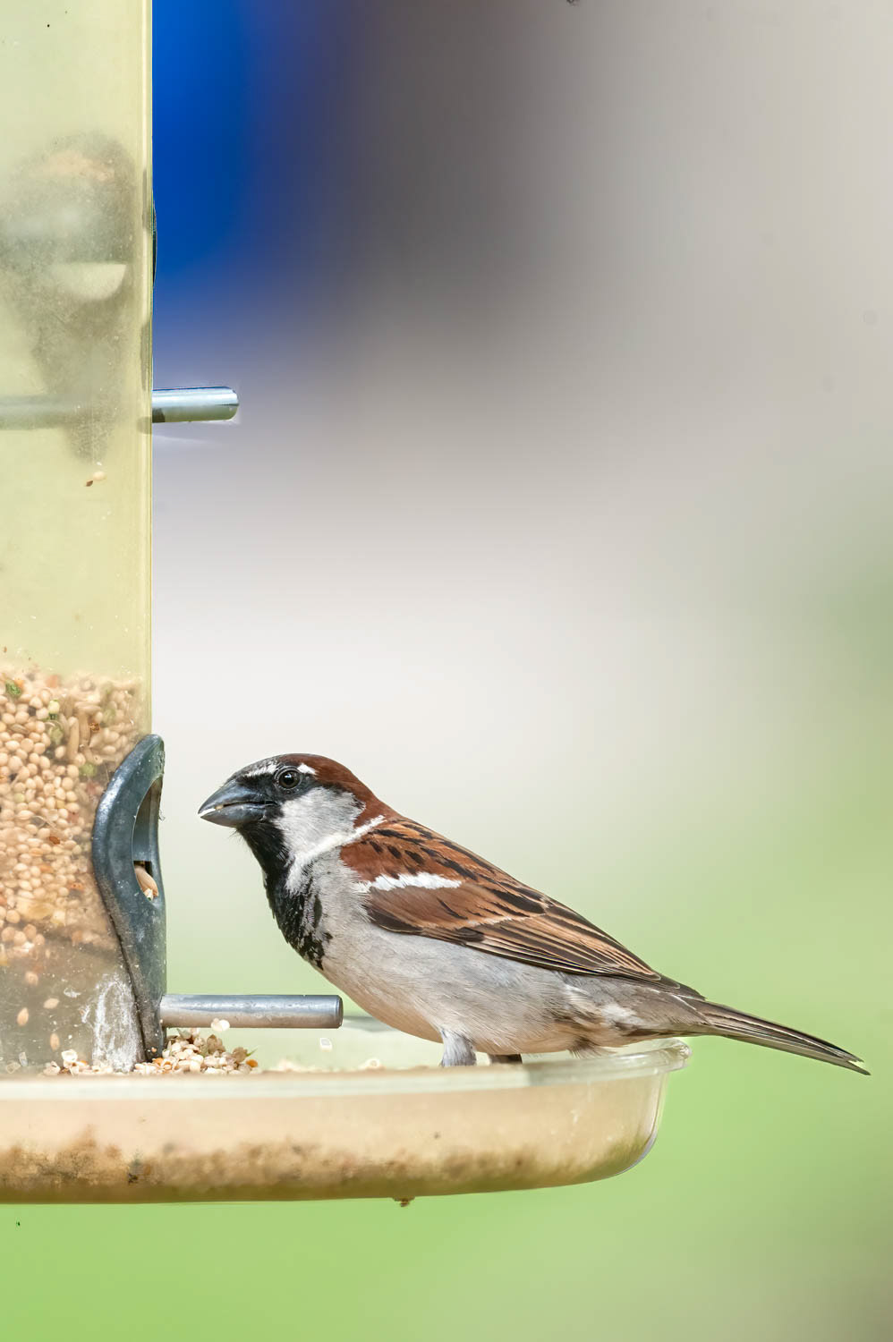House Sparrow
