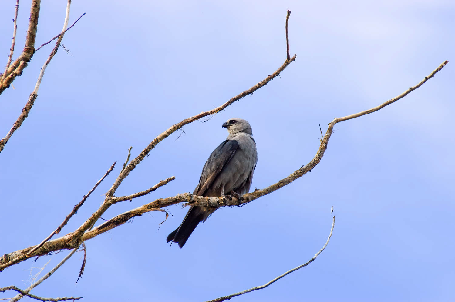 Mississippi Kite