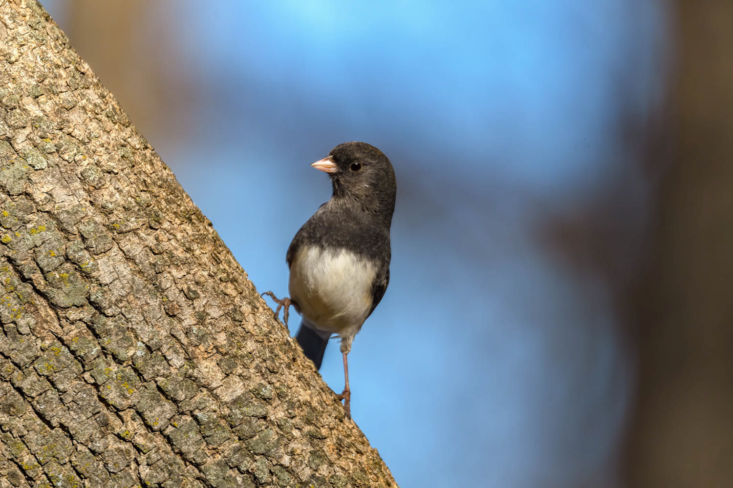 Dark-eyed Junco