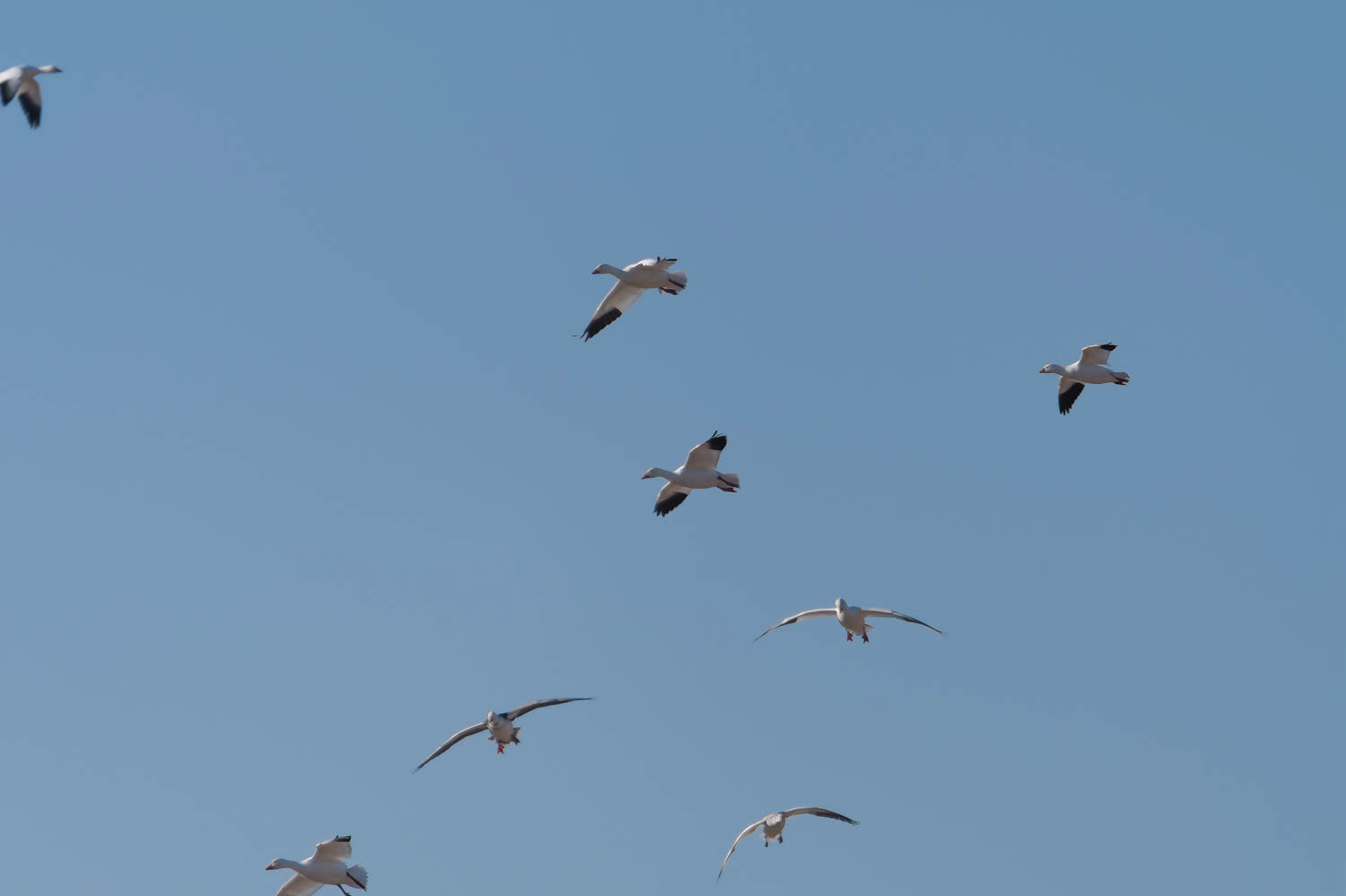 Snow Geese