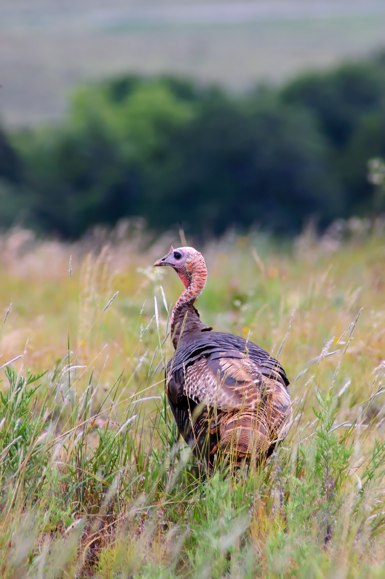 Wild Turkey